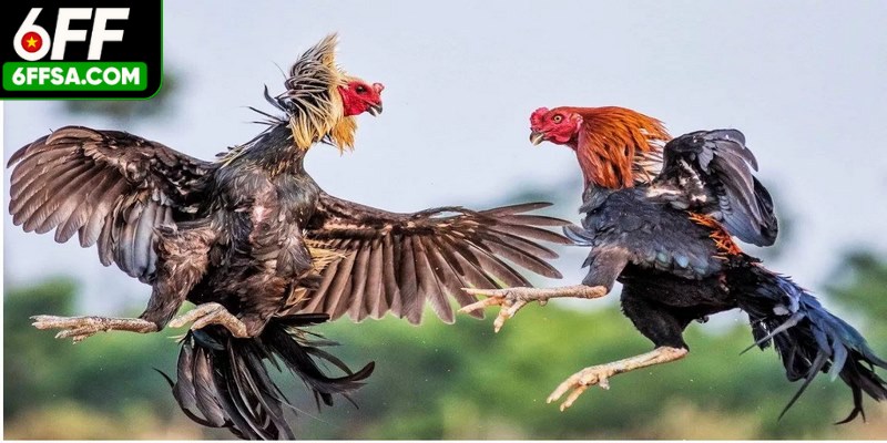 Đá gà truyền thống chính là lựa chọn hoàn hảo cho các sư kê