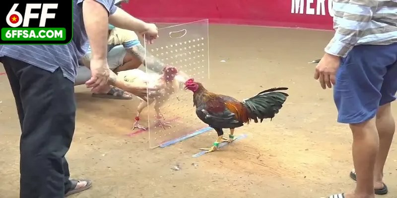 Đá gà Mỹ là hình thức thi đấu gà chọi bắt nguồn từ Hoa Kỳ